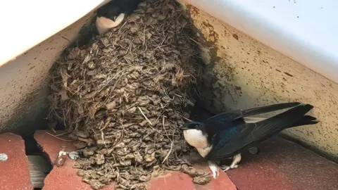A house martins' nest made of mud in the eaves of a building with two birds - one inside and one perched outside