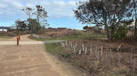 A gravel walking and cycling track set in front of some clouds with some blue sky. On the right of the route are dozens are small tree saplings on wood chippings with short plastic rings around them. There are larger, fully grown trees in the background.