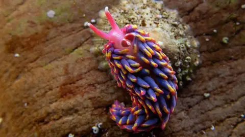 A vibrant purple, pink and yellow sea slug on a shell underwater. 