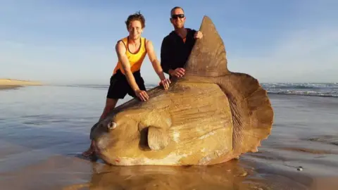 Jacob Jones Two men stood over a giant ocean sunfish that has washed up on the beach. One man has his hands on the top of the fish, meanwhile the other man holds onto its fin.