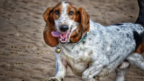 Tracyann & Matthew Wright A white dog with brown ears and a bell around its neck running across sand on a beach with its tongue stuck out