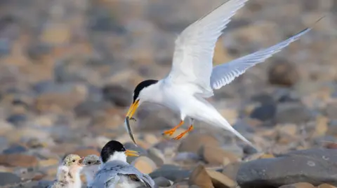Steve Lindsay A little tern is mid-wing beat over chicks with a fish in its mouth. The little tern has a black head and bright yellow beak and white feathered body.