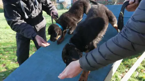A pair of rottweiler puppies walk down a ramp being encouraged by people whose hands are ahead of the pups.