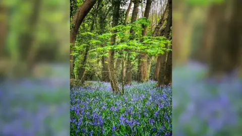 Joanna Kaczorowska A carpet of bluebells in Angmering woodland