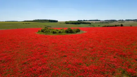 PA Media Field of poppies with a small patch of green foliage in a circle shape, and green fields beyond. 