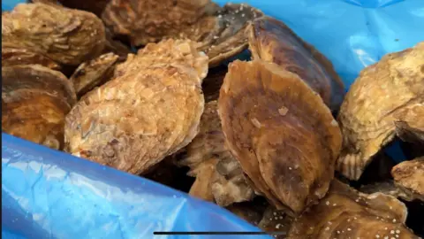 A pile of oysters sitting in a blue plastic bag. 