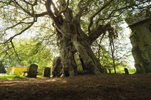 Lee Cooper/Woodland Trust A tree in a church courtyard