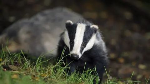 Badger in green grass