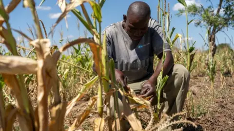 O agricultor local da EPA, Kaunga Ngoma, olha para o seu campo de milho atingido pela seca em Mazabuka, Província do Sul, Zâmbia, 20 de março de 2024