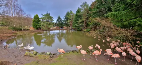 Zoe Harle Landscape image of a murky pond surrounded by large trees below a bright blue sky. A group of flamingos are gathered around the edge of the water.