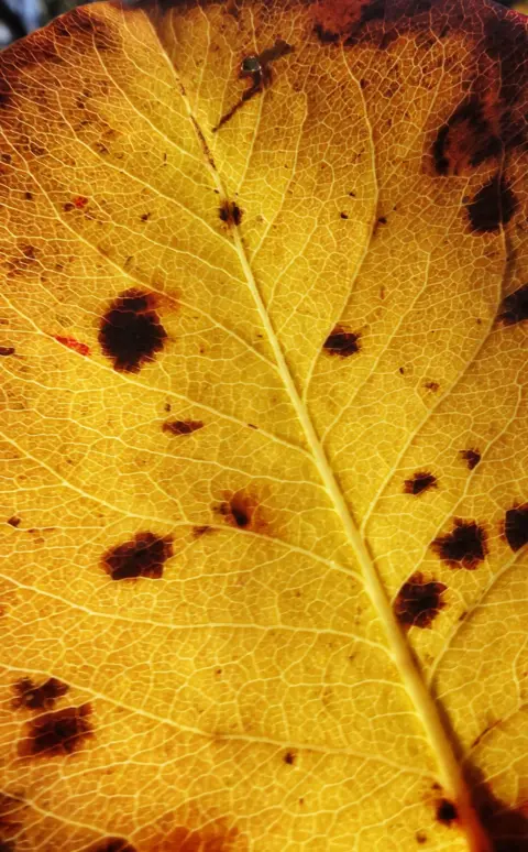 Carlos Rodero Close up of an autumn leafe