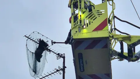 Northamptonshire Fire and Rescue Service An aerial appliance has been lifted up to a tv aerial at the top of a house. A person at the top of the machine is holding out a net to where a Harris Hawk has been caught. 