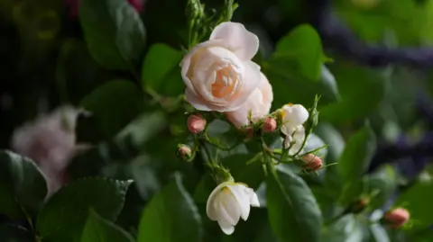 PA Media A white rose with a number of blooms against dark green bush