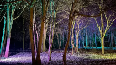 A woodland at night, illuminated with blue, purple and yellow lighting. A thick covering of snowdrops can be seen on the ground and the trees are bare with no leaves.