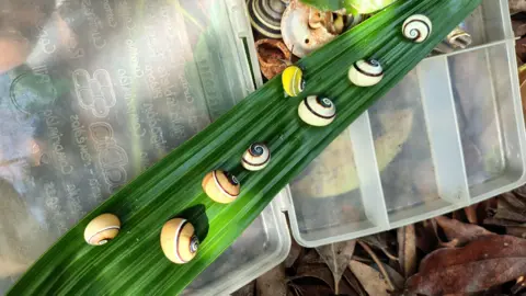 Bernardo Reyes-Tur Eight Rocend, striped polymite snails sit on a long green leaves. Scientists collect them in the wild for breeding in captivity and research. Under the leaves there is a box for Tuperware, in which the container in which the snails will be transported. 