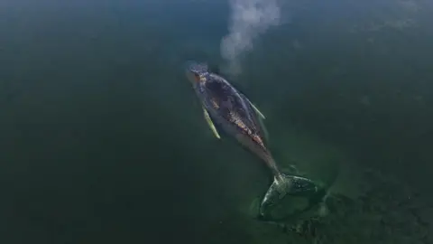 EPA/Greenpeace A whale in the sea, lying above a shallow seabed with its body visible through the water's surface