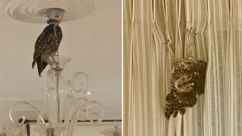 Side-by-side pictures. On the left there is an owl on top of a glass chandelier. On the right there is an owl hanging upside down on curtains.