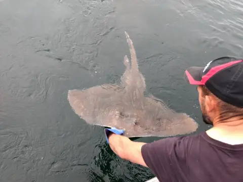Fenella Wood, University of Aberdeen A flapper skate under the water surface being held by a man's hand in a blue glove. The man is wearing a black T-shirt and a black and red baseball cap