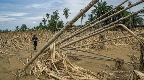 Getty Images A man walks through the debris of a forest that has been flooded, with trees flattened and bent over in the mud