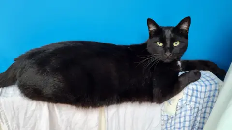 RSPCA Eddy, a black cat with a white spot under his chin, is sitting on a radiator which has clothes hanging on it. 