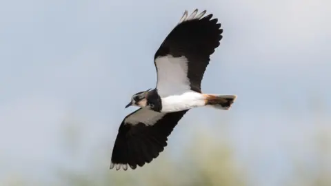 WWT The lapwing has its wings outstretched in mid-flight. It is a mid-size bird with white and black feathers, and a black beak.