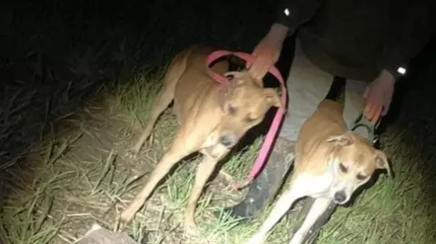 A grainy photo of two dogs standing on the grass in the dark, with someone in the background holding them by their collars.