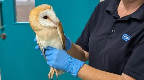 RSPCA East Winch Wildlife Centre A woman holding an owl in her hands. She is wearing a navy polo shirt with an RSPCA logo on it and has her hands around the body of the barn owl which is looking directly at her.