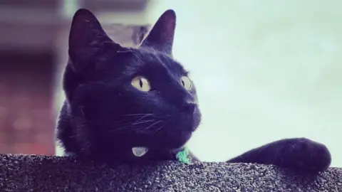 Lauren Rayner A black cat sits on the edge of a black concrete surface. One of its paws rests over the edge. It is looking away from the camera.