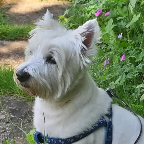 Lara, a white terrier, sits outside next to some grass on a pathway