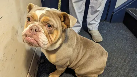 RSPCA Bella the bulldog