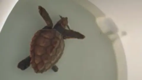 Peter Haworth A turtle underwater with a fish in its mouth. The turtle is brown and has a pattern on its shell.