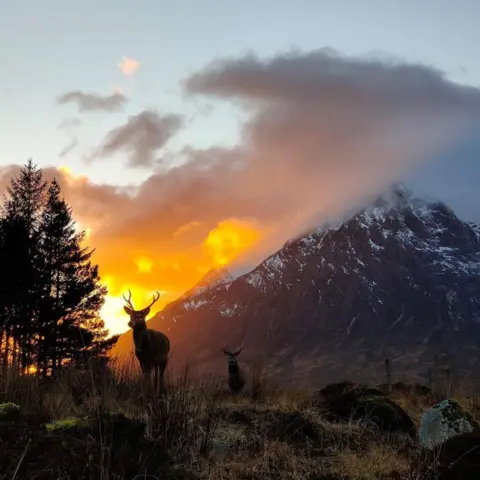 Paul McGroarty Stag with snow-topped hill in background and an orange sunset glow.