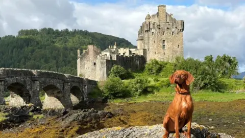 A dog sitting on a rock in front of Eilean Donan Castle. There is a stone bridge on the left and trees surrounding the castle and in the background.