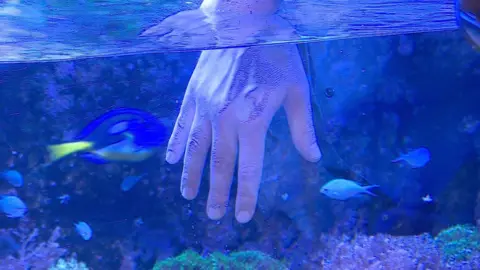 A hand covered in sunscreen is immersed next to corals and tropical fish in a tank