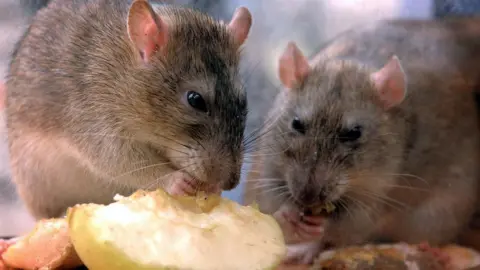 Two rats eat a discarded apple on the ground