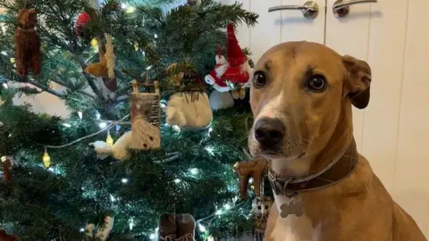 RSPCA Tan-and-white lurcher Alvin sits beside a Christmas tree. He has a brown leather collar on with a silver-coloured dog bone-shaped tag.