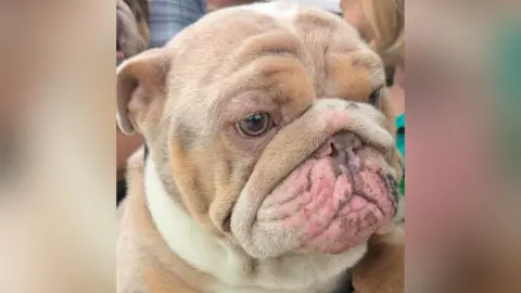 Thornberry Animal Sanctuary Rescued bulldog