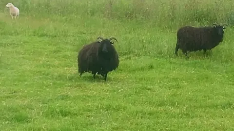 Hampshire and Isle of Wight Constabulary Two large black sheep with horns and a small white sheep in a field.
