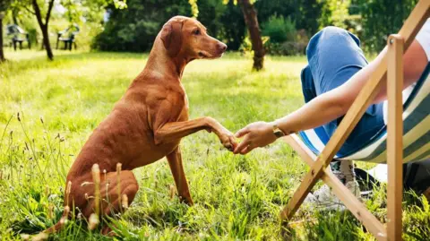 A brown dog that is quite lanky has its paw up resting on someone's hand who is sat in a stripy deck hair next to them in a field. The dog is looking towards the person who is wearing jeans and trainers and white top. No one else can be seen in the field but there are two garden chairs in the distance.