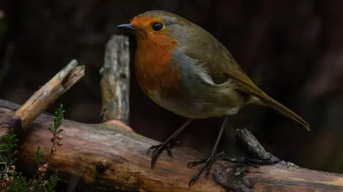 Andrew Briggs A small brown bird with a red breast on a branch.