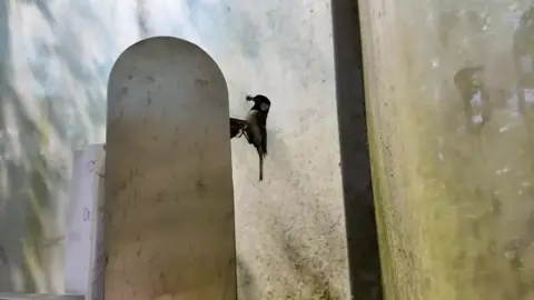 A great tit at the entry of the smoking bin with what appears to be food in its beak.
