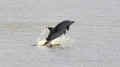 Jason Arthur A dolphin jumping out of the ocean 