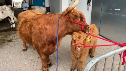 Two brown Highland cows are standing next to each other. One is a calf.