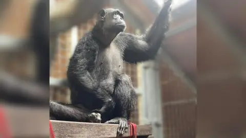 Monkey World Chocolat stood on a ledge at her new home in Monkey World