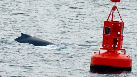 The top and dorsal fin of a whale coming out of the water. There is a red buoy is on the right of it. The sea is a light blue. 