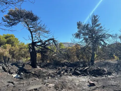 Uma árvore queimada devido a incêndios na Grécia