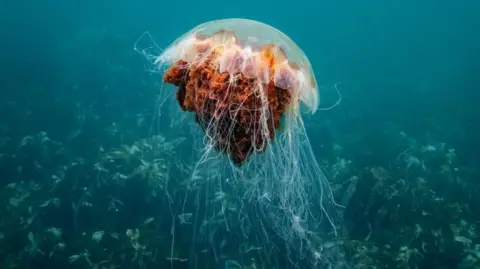 A brownish orange Lion's Mane jellyfish underwater. 