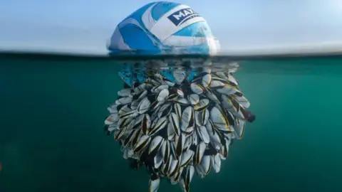 Ryan Stalker A football in the ocean surrounded by goose barnacles under the water