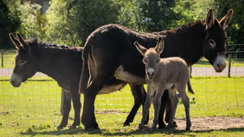 Two almost identical brown donkeys, with cream noses, stand in the sunshine at Dalscone Farm with a small grey foal snuggled up next to both of them.