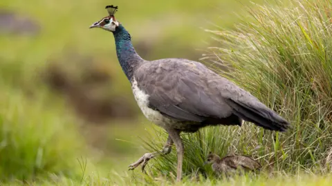 Namal Kamalgoda/Getty Images A peahen bird walking through grassland with a small chick behind it. The bird has a greyish body with a white chest and a dark green neck. 